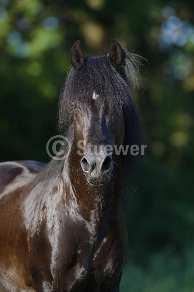 Sabine Stuewer Tierfoto -  ID108571 Stichwörter zum Bild: Hochformat, Gangpferde, Portrait, Sommer, einzeln, Rappe, Hengst, Paso Fino, Pferde