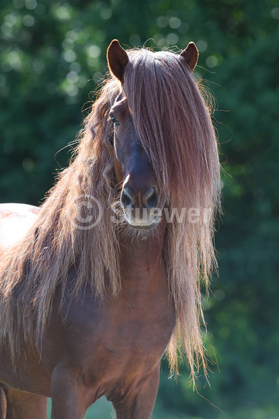 Sabine Stuewer Tierfoto -  ID121045 Stichwörter zum Bild: lange Mähne, Hochformat, Gangpferde, Portrait, Gegenlicht, einzeln, Kohlfuchs, Fuchs, Hengst, Isländer, Pferde