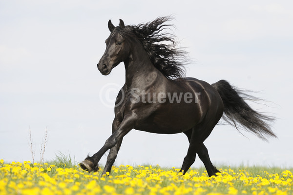 Sabine Stuewer Tierfoto -  ID268803 keywords for this image: horizontal, movement, baroque horses, side view, spring, sky, flowers, galloping, single, black horse, stallion, Friesian, Horses