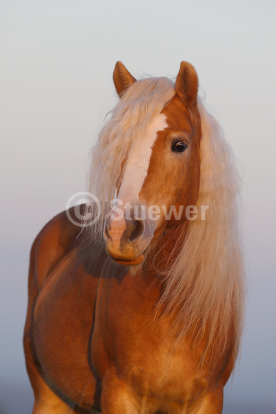Sabine Stuewer Tierfoto -  ID339400 Stichwörter zum Bild: lange Mähne, Hochformat, Portrait, Himmel, einzeln, Fuchs, Stute, Haflinger, Pferde