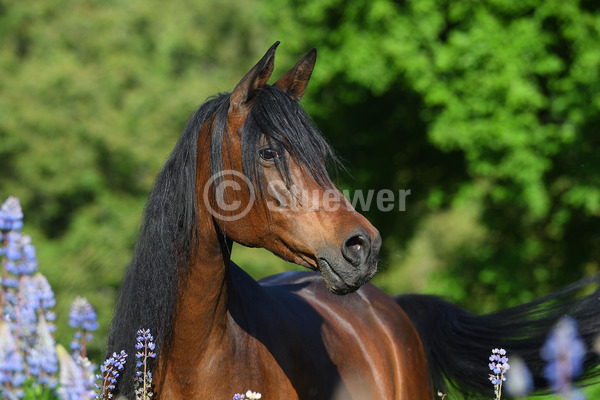 Sabine Stuewer Tierfoto - Pferdefoto Portraits