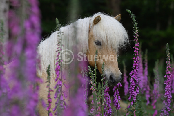 Sabine Stuewer Tierfoto -  ID567064 Stichwörter zum Bild: Querformat, Gangpferde, Portrait, Sommer, Wald, Blumen, einzeln, Isabelle, Wallach, Isländer, Pferde
