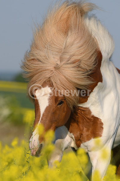 Sabine Stuewer Tierfoto -  ID664423 Stichwörter zum Bild: Hochformat, Gangpferde, Bewegung, Portrait, Frühjahr, Himmel, Blumen, einzeln, Schecke, Hengst, Isländer, Pferde