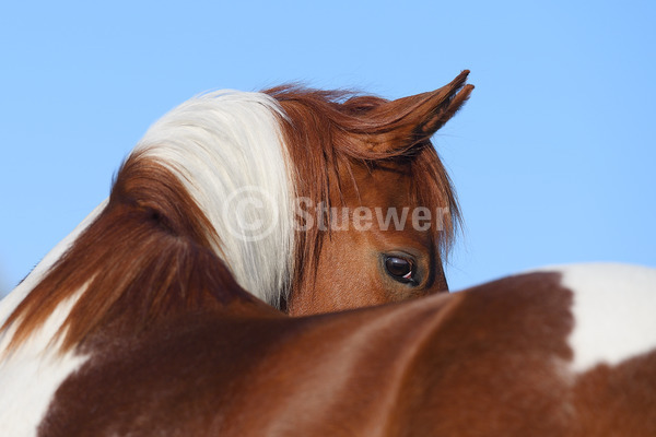 Sabine Stuewer Tierfoto -  ID839450 Stichwörter zum Bild: Querformat, Rückansicht, Portrait, Frühjahr, Himmel, einzeln, Schecke, Stute, Paint Horse, Pferde