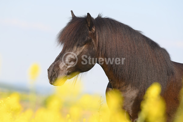 Sabine Stuewer Tierfoto -  ID866387 Stichwörter zum Bild: Gangpferde, Portrait, Himmel, Blumen, einzeln, Rappe, Hengst, Isländer, Pferde, Querformat
