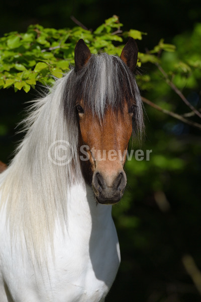 Sabine Stuewer Tierfoto -  ID868623 Stichwörter zum Bild: Hochformat, Gangpferde, Portrait, Wald, einzeln, Schecke, Jungstute, Isländer, Pferde
